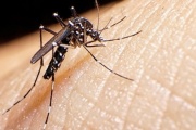 Dengue: 16 municipios ya dieron por finalizado el brote y caen los casos por octava semana