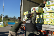 Incautan 444 kilos de cocaína ocultos en un cargamento de bananas